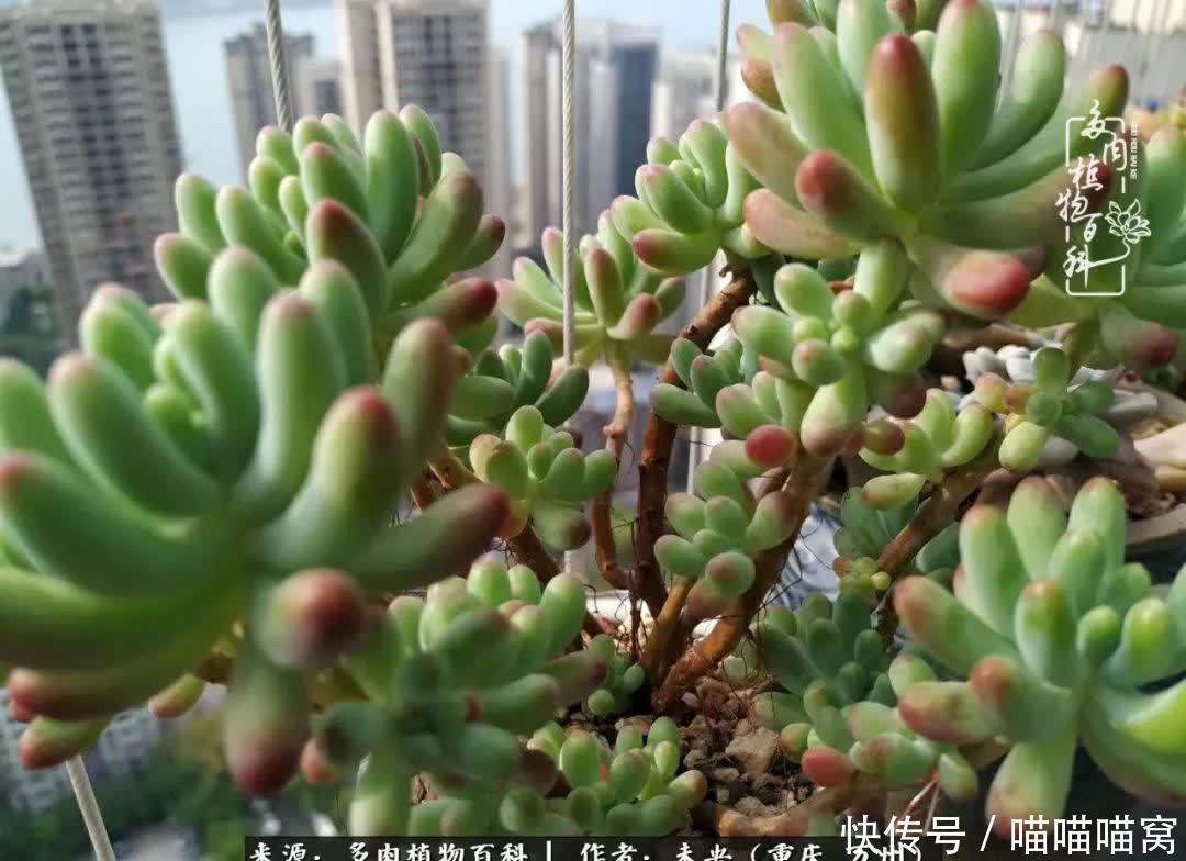 养肉多年，从未出坑过！养多肉是我最喜欢最坚持的爱好！