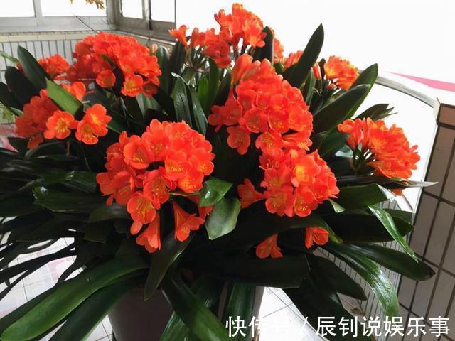 修剪|7种“富贵花”，客厅养一盆很合适，越养越值钱，能活一百年