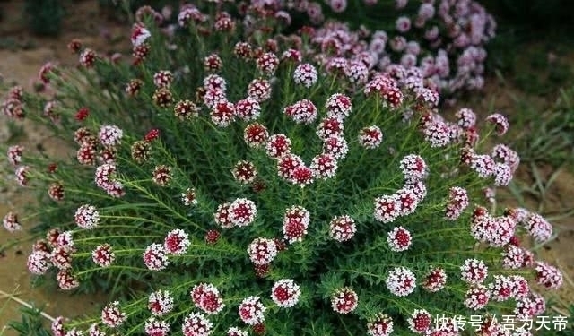 农村|农村这些野草野果不能乱吃，不然会中毒，这野草野果你都认识吗