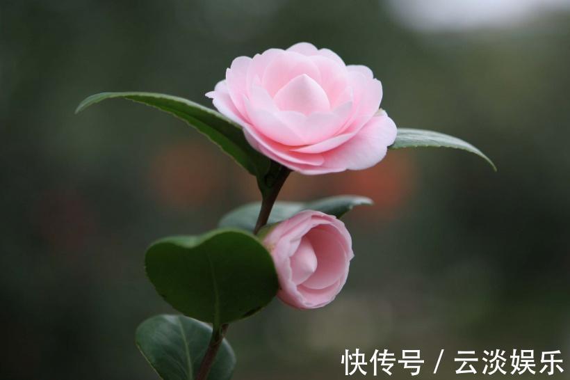 花卉|家中茶花生长慢，用上这“2物”，侧枝“直冒”，长成“大花灯”