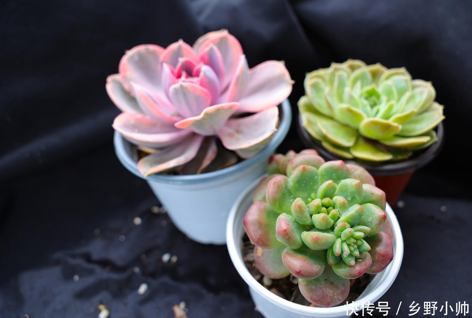 一部分|肉友分享: 三分之一时间在陪肉肉,多肉已经成为不可缺少的一部分