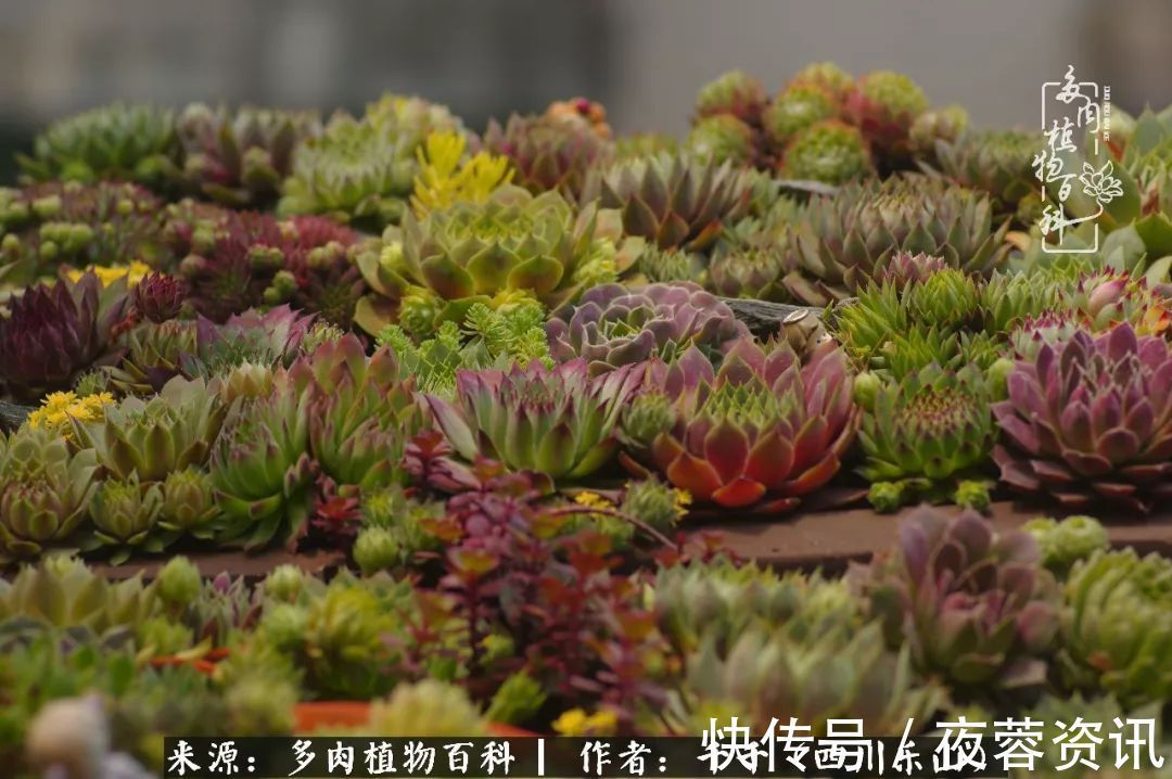 夏天|夏天日晒雨淋,秋老虎来势汹汹,你的多肉准备好逆袭了吗