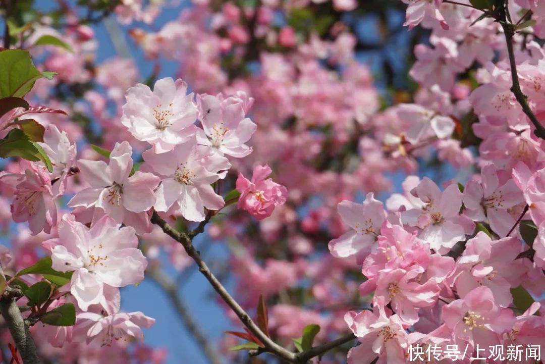 桃花？海棠花？大家一起来看看