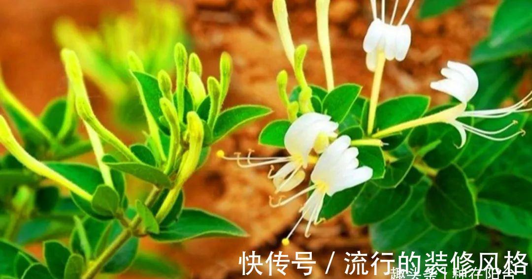 浇水|金银花根系发达,一造型便“立竿见影”,轻松获取盆景制作的欢乐