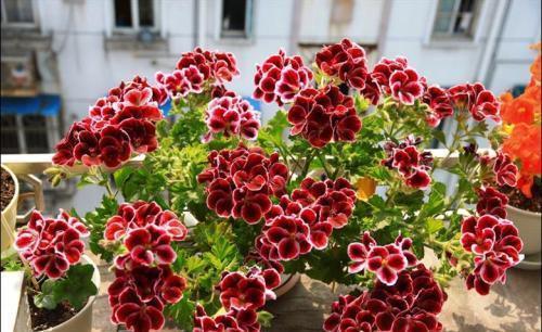 家里养天竺葵,掌握3个要点,多发芽窜花苞,养成繁花老桩!