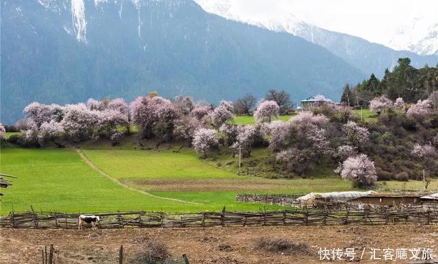 老年|趁春光，打卡新疆最美花海、草原、湖泊、古城、村落……