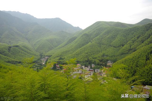中国大竹海，村民害怕竹子开花，一棵毛竹能让9627亩竹林枯死
