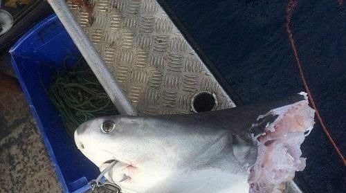 中国居民膳食指南|3种鱼不能买,对身体健康“有害”,营养师提醒:再便宜也不能吃