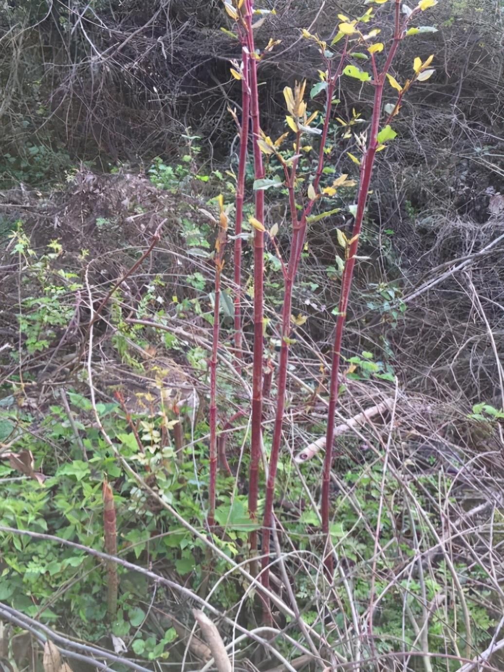 横行霸道的日本虎杖,在中国被吃怂了,10元一斤不够卖