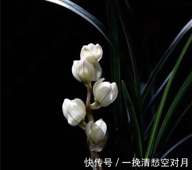 云南|云南早年下山的一颗莲瓣兰稀世珍品，后来成为兰园镇园之宝
