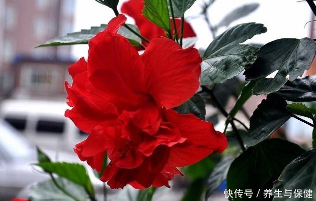 夏天养花要养耐晒耐热的花,叶子照样绿油油,30度也开花!