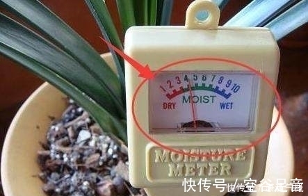 花草|养花别傻傻的“浇水”,老花匠教你一招,养什么花都可以“爆盆”