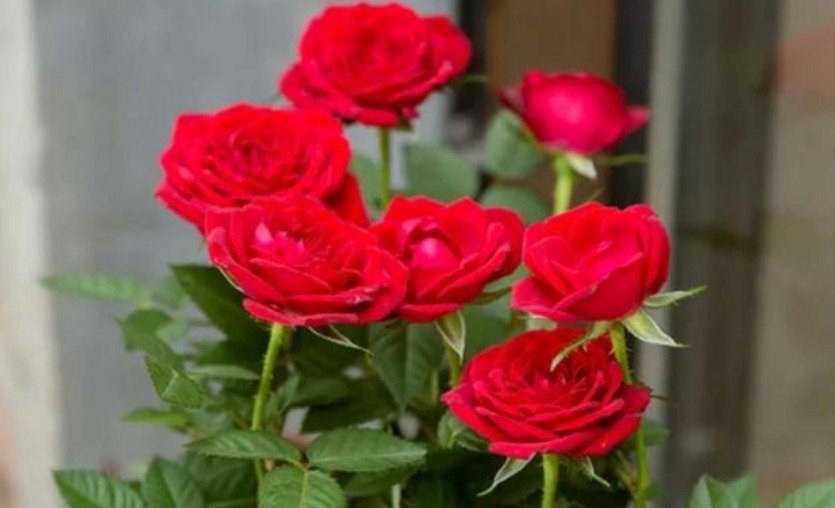 4种花是“开花大户”，一次开放100朵，鲜艳夺目，花朵美艳迷人