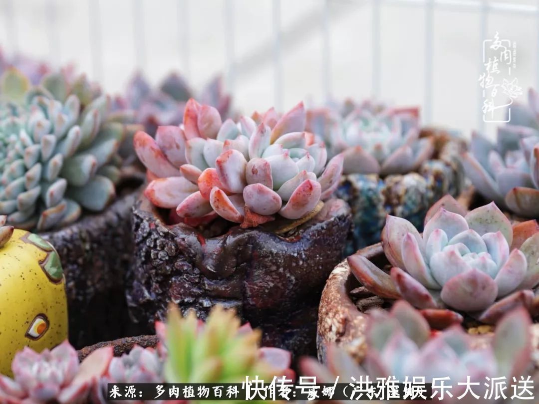 橙梦露|笼子里露养的多肉，越养越美！有多肉的日子伴着小确幸！
