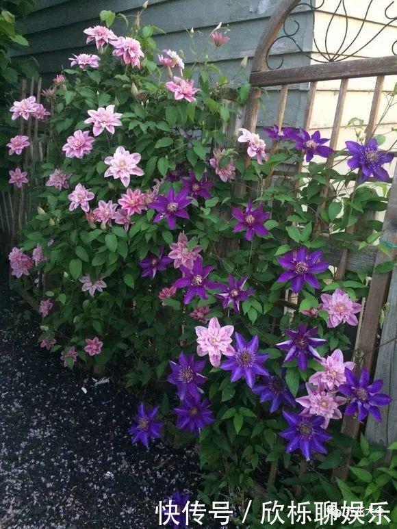 铁线莲|家里有小院,种上爬藤花,爬上墙爬上窗,美到极致,天上人间