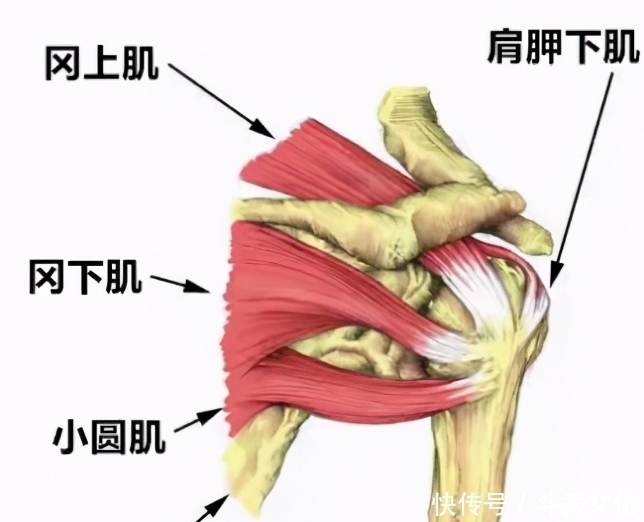 肩膀疼痛,并非肩周炎,问题在哪?您找对没?此文给您全新的认识