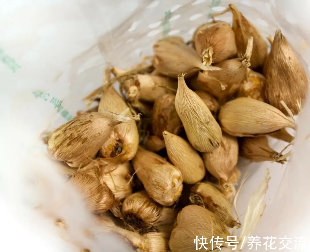 想让香雪兰的植株不徒长，花朵开得更多，这几个技巧要记住