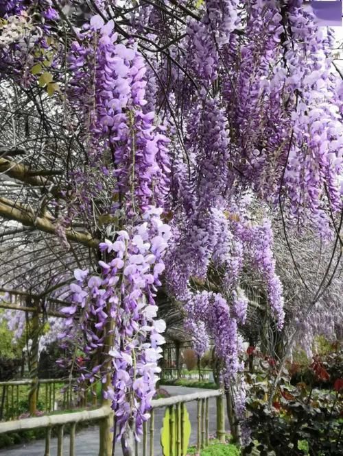 紫藤|养花试试这几款，好养易开花，喜欢光照充足的环境