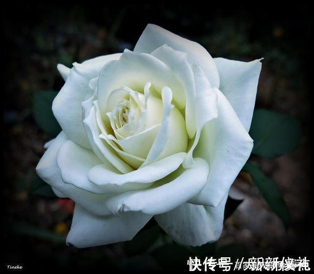 花型|25款勤花又好养的月季品种推荐。新手一定要来一颗,盆栽地栽都行