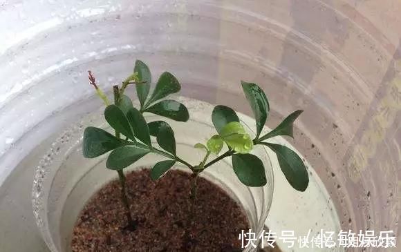 枝条|养花爱好者看过来这15种花现在“扦插”,生根快,一个周就长芽