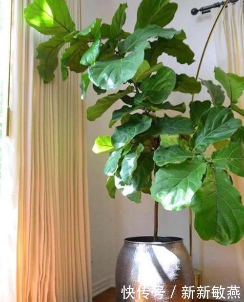 营养|香蕉皮,养花界的“春泥”,简单处理就能护花,添营养、省钱