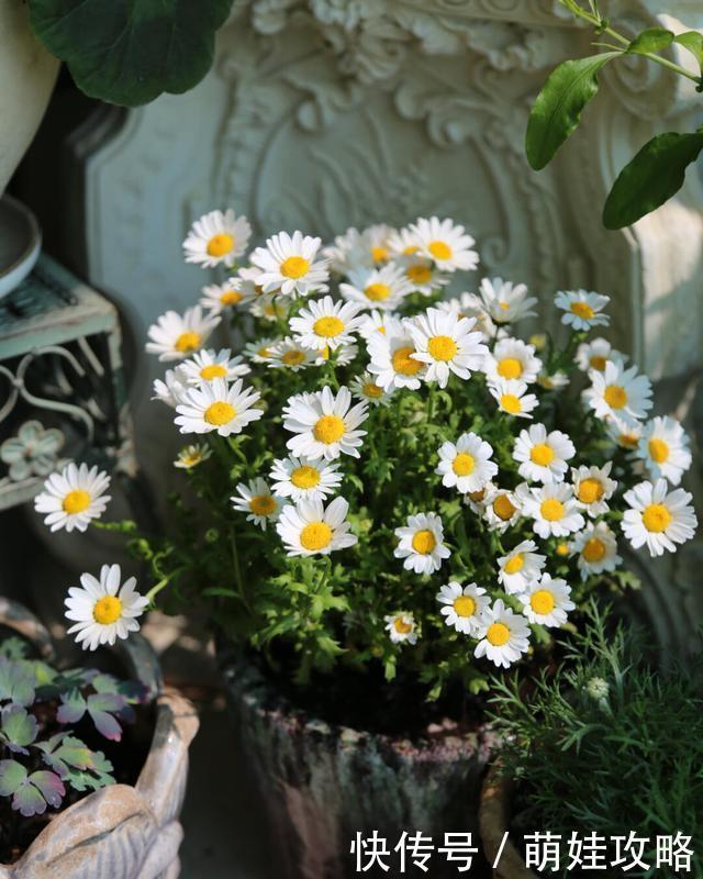 聪明人都在养的五种花，花期长、寓意好，花开一簇簇，好看极了！