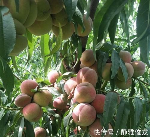个头|浑身都是毛，过去掉一地没人捡，如今用来腌制，5元一斤