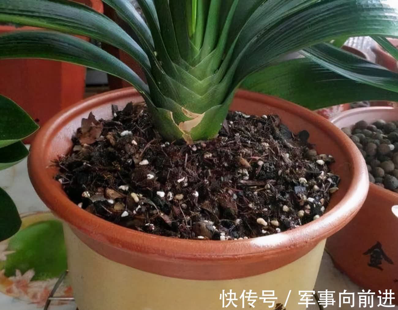 成龄|君子兰冬天要“富养”,2个基础,四个关键,做好就能开大花