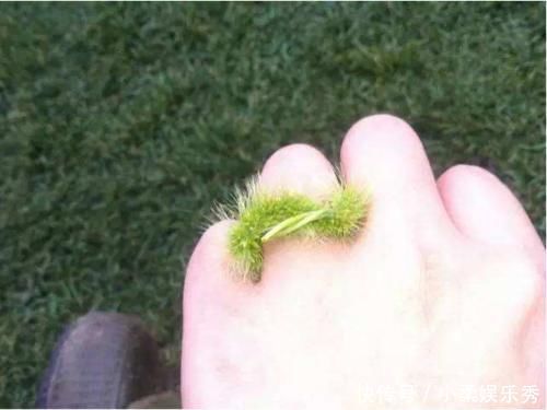 特效药|农村随处可见的狗尾巴草,用来煮水治好了3种病,比特效药还管用