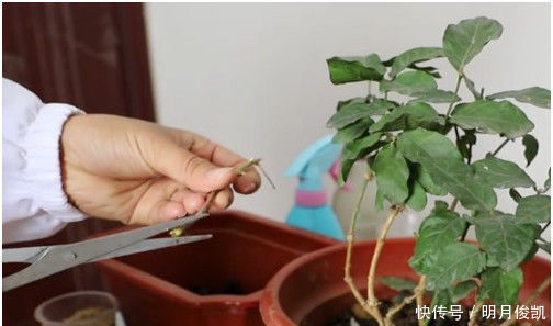 茉莉花最简单的繁殖方法,一个枝条就可以繁殖几棵,一学就会