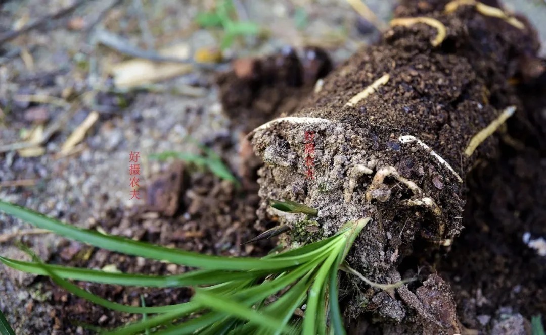 松节油|松树是个宝,种植兰花少不了,可为何很多兰友却用不好?