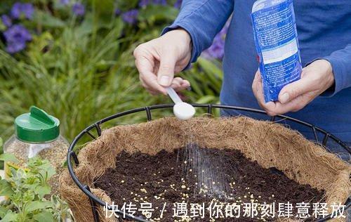 长寿花生虫没关系，3招就解决，啥虫都消灭，效果杠杠的