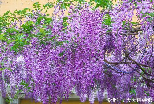 有个小院子,养些紫色的花,待“紫气东来”,浪漫又高级