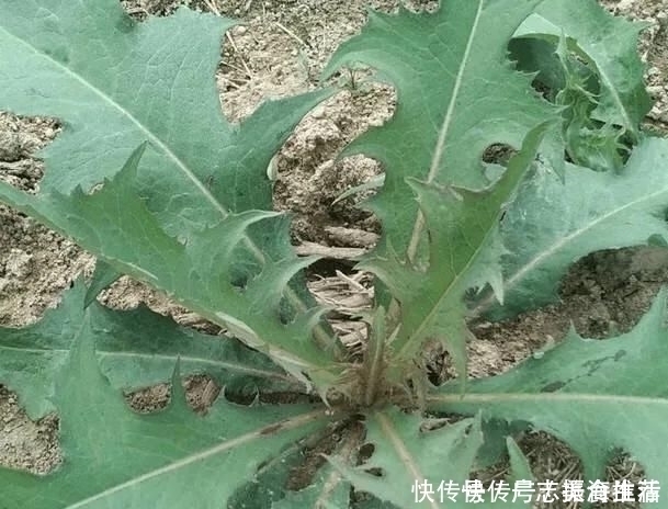 黄金|以前农村喂猪的,原来它的药用价值那么高,现在黄金都很难买