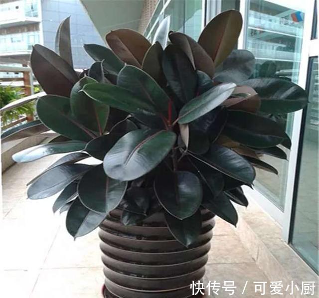 橡皮树|懒人养植的盆栽,一个月浇次水都没问题
