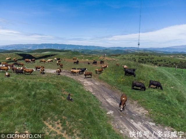 青贮饲料加工：现代农业不可或缺的一环