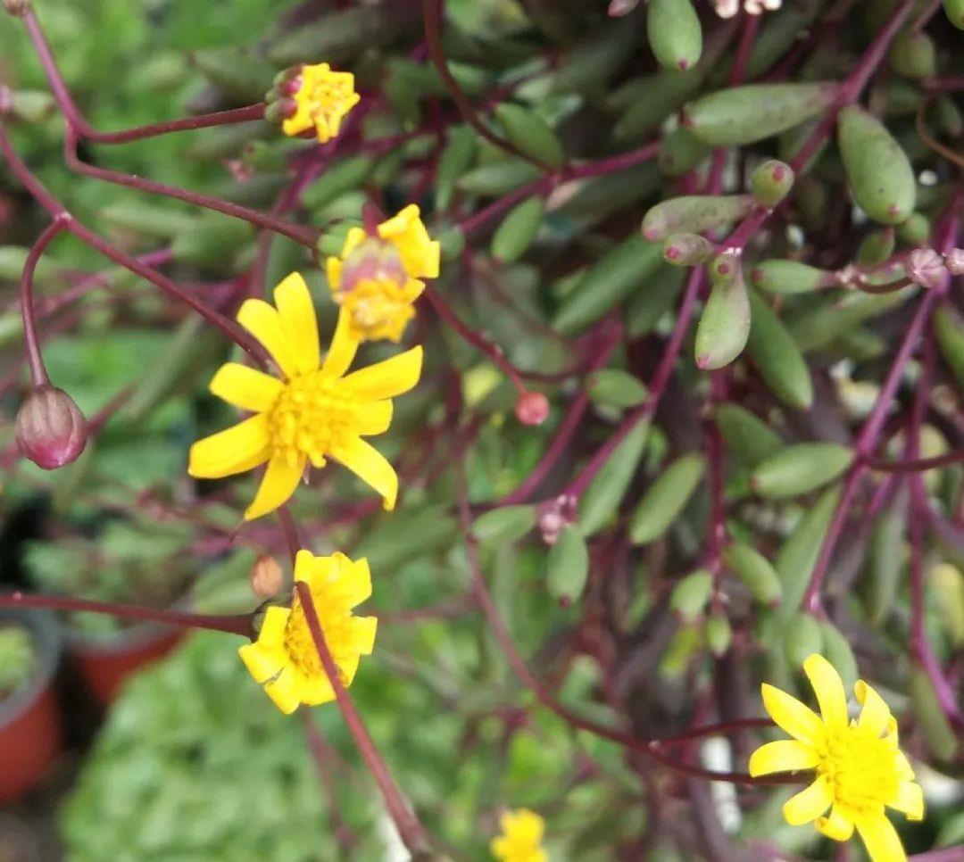 家里养盆它,挂窗边垂下2米绿窗帘,一开花更美!