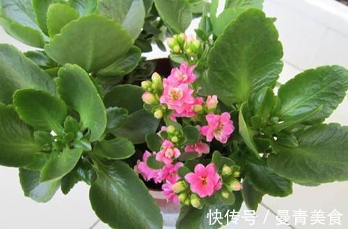 窍门|长寿花,用2个“窍门”,叶片就像“猪耳朵”,花儿紧凑上千朵