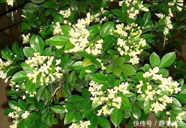 人居住|养九里香、栀子花,摆在这“3处”,黄叶掉花苞,养一盆死一盆