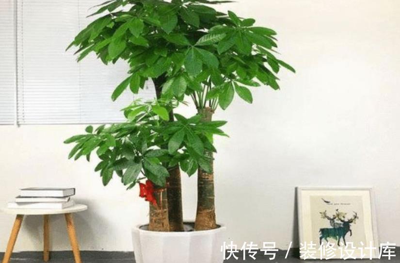 发财|新手养发财树，随时随地都在浇水，难怪叶片发黄还烂根