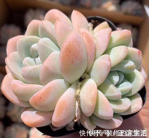 4种高颜值多肉，在家养一盆，好像艺术品，花友：后悔没早点养！