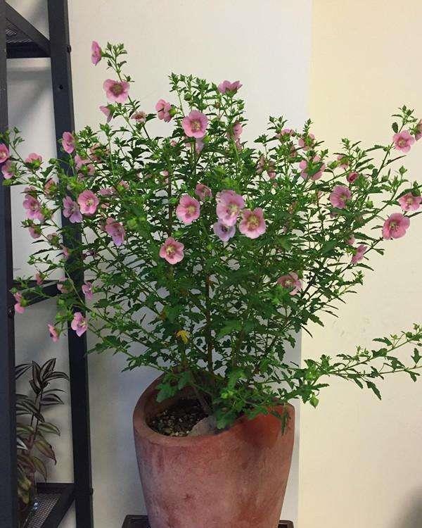 花期半年,容易爆盆的粉紫色小木槿特别容易养,夏天开花不断