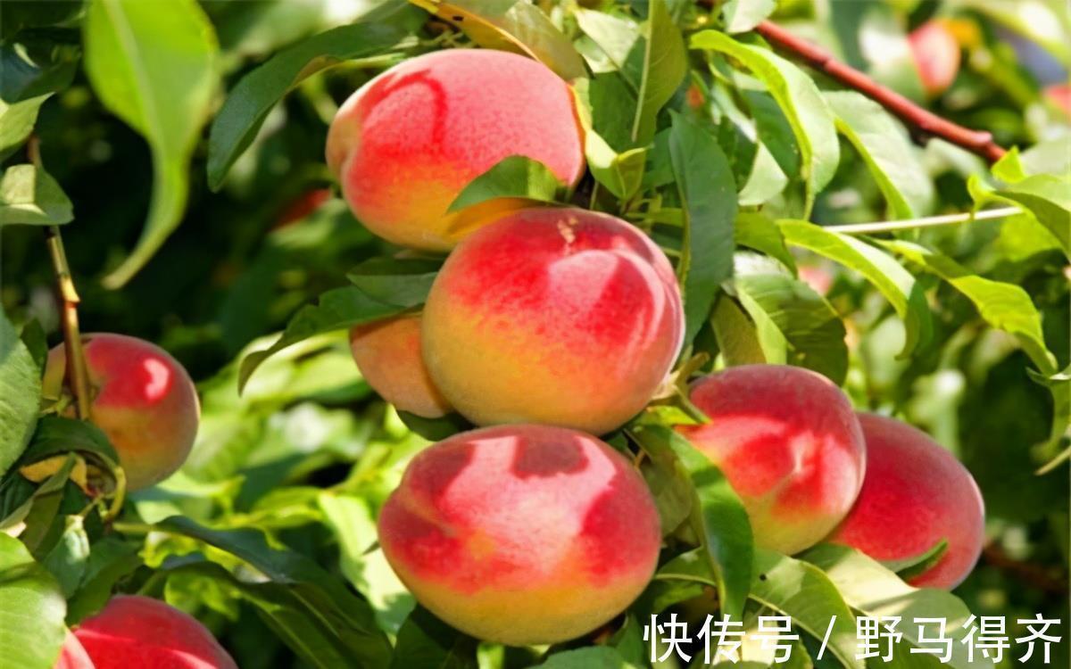 排毒|聪明女性爱吃3种食物，排毒养颜、延缓衰老，好处多多！