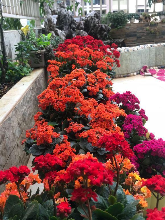 叶片|长寿花干瘪瘪改了3个小错误,新芽嗖嗖窜,爆花很简单