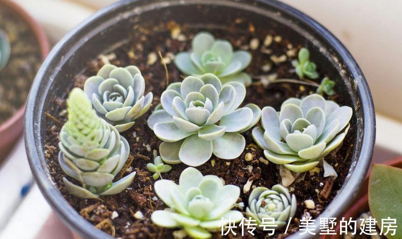 多肉|这3种扦插方式成功率高，新人肉友抓紧时间学吧，好用又好操作