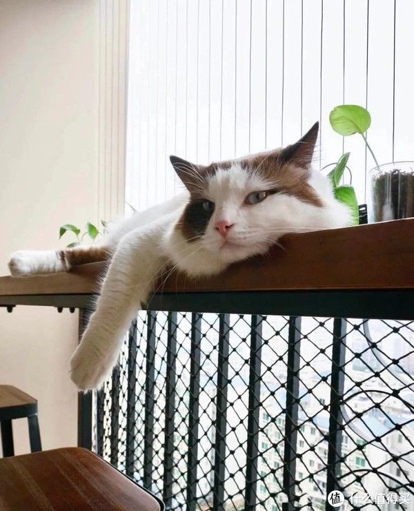 烘干机|没阳台=不能晾衣服？中国主妇第一个不服！