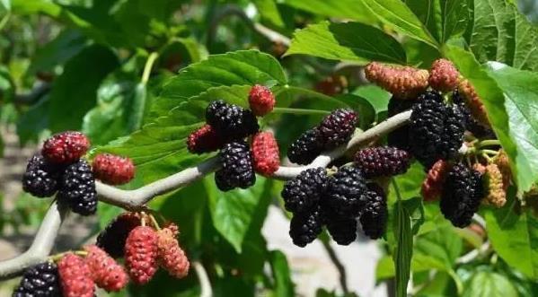 无需|白发无需染,农村常见的叶子洗头,不出半个月,黑发变回来