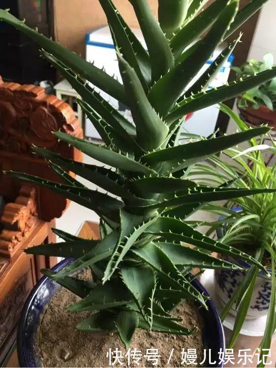 养花|奶奶养芦荟10年，长成精了，老桩就像“胳膊粗”，小苗一大推
