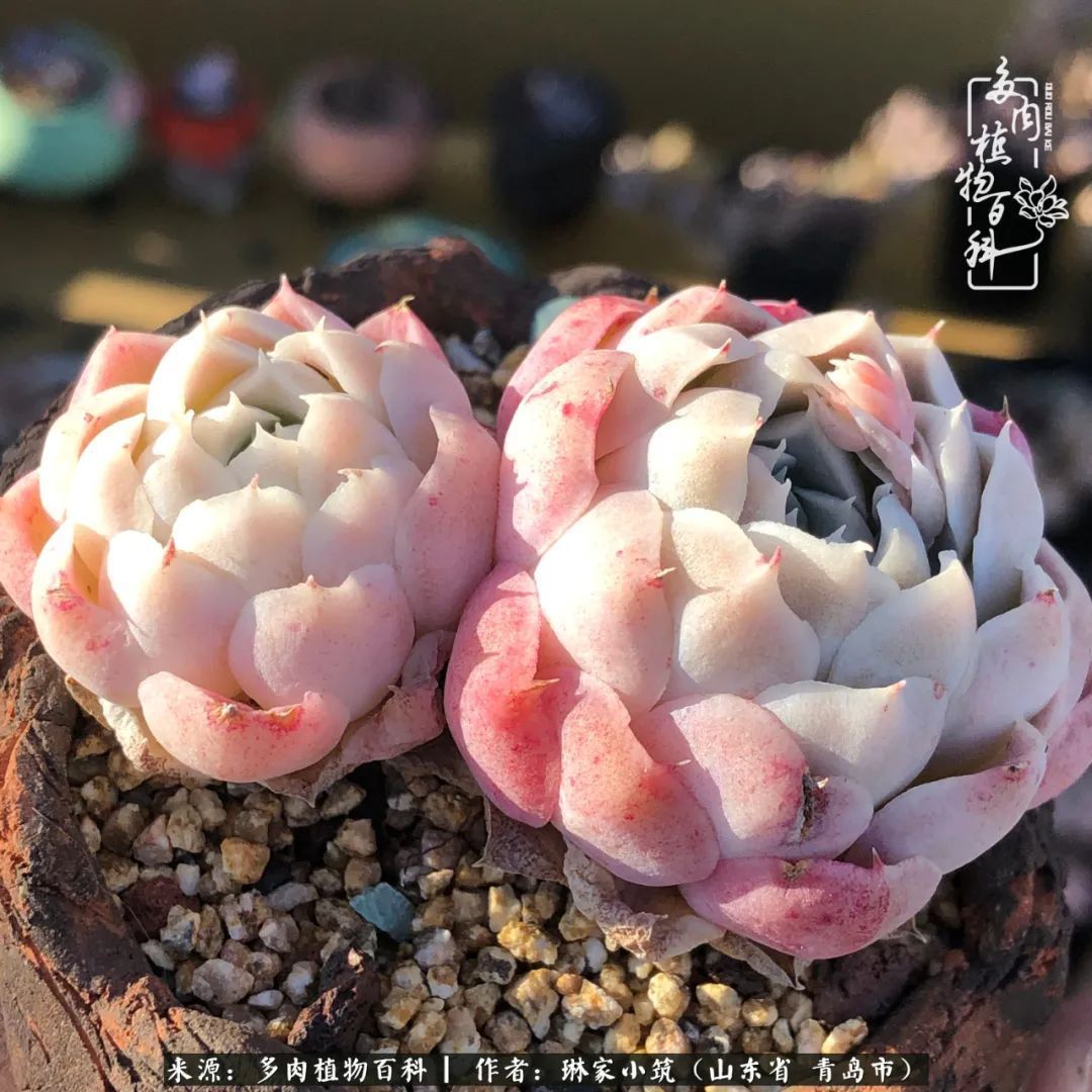 多肉|有史以来最厉害的一场寒潮，治好了我养多肉这些年的“坏毛病”