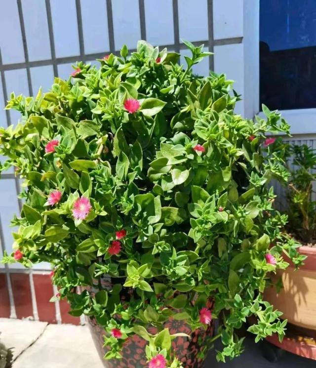 上班族更喜欢的三种懒人花，秋冬季节更好打理，开花还漂亮